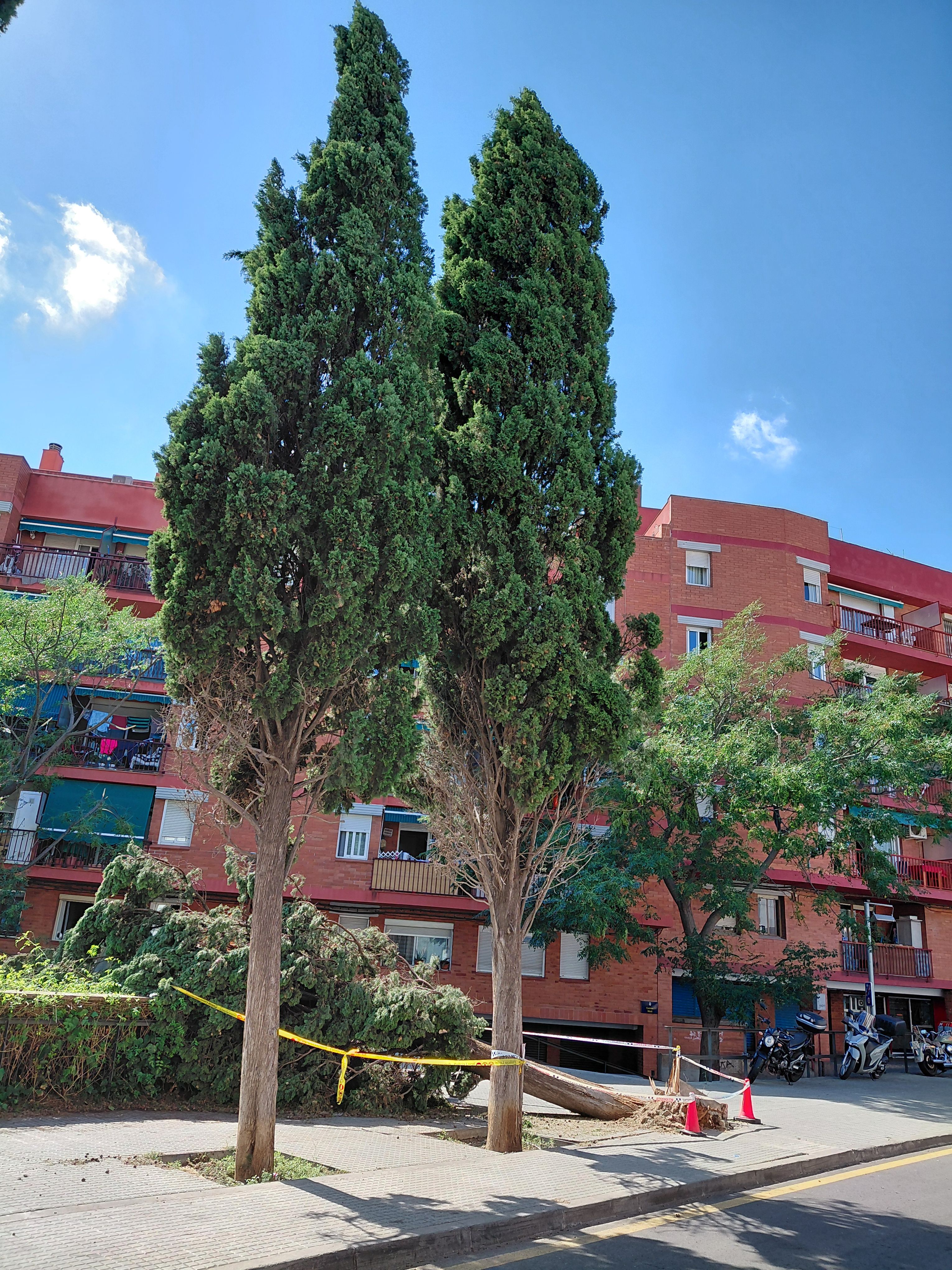 Un xiprer al carrer Calvari