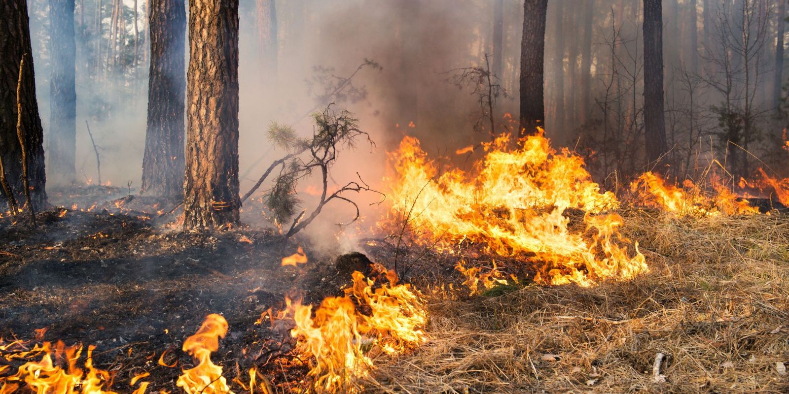 Incendi. FOTO: Cedida