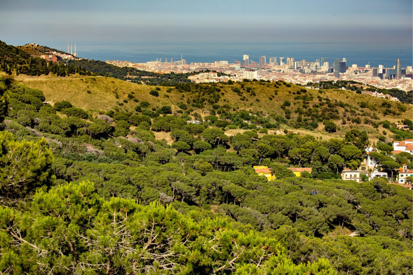 El projecte LIFE METROFOREST transforma Collserola en un banc de proves de noves eines de gestió agroforestal i adaptació dels boscos al canvi climàtic. Foto: AMB