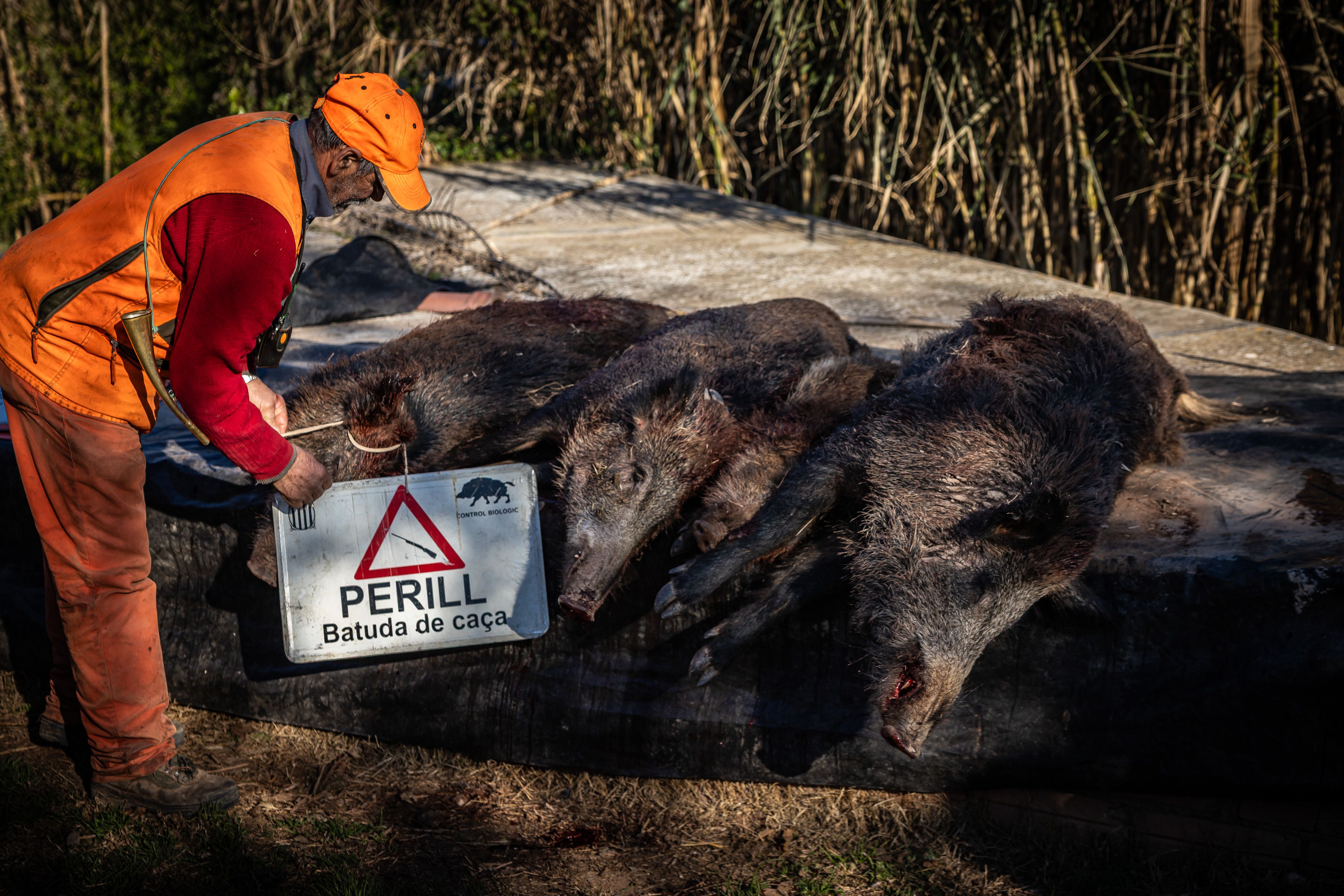 Un caçador amb la senyalització que indica que s'està fent batuda i els porcs senglars que s'han caçat. Foto: Jordi Borràs (ACN)
