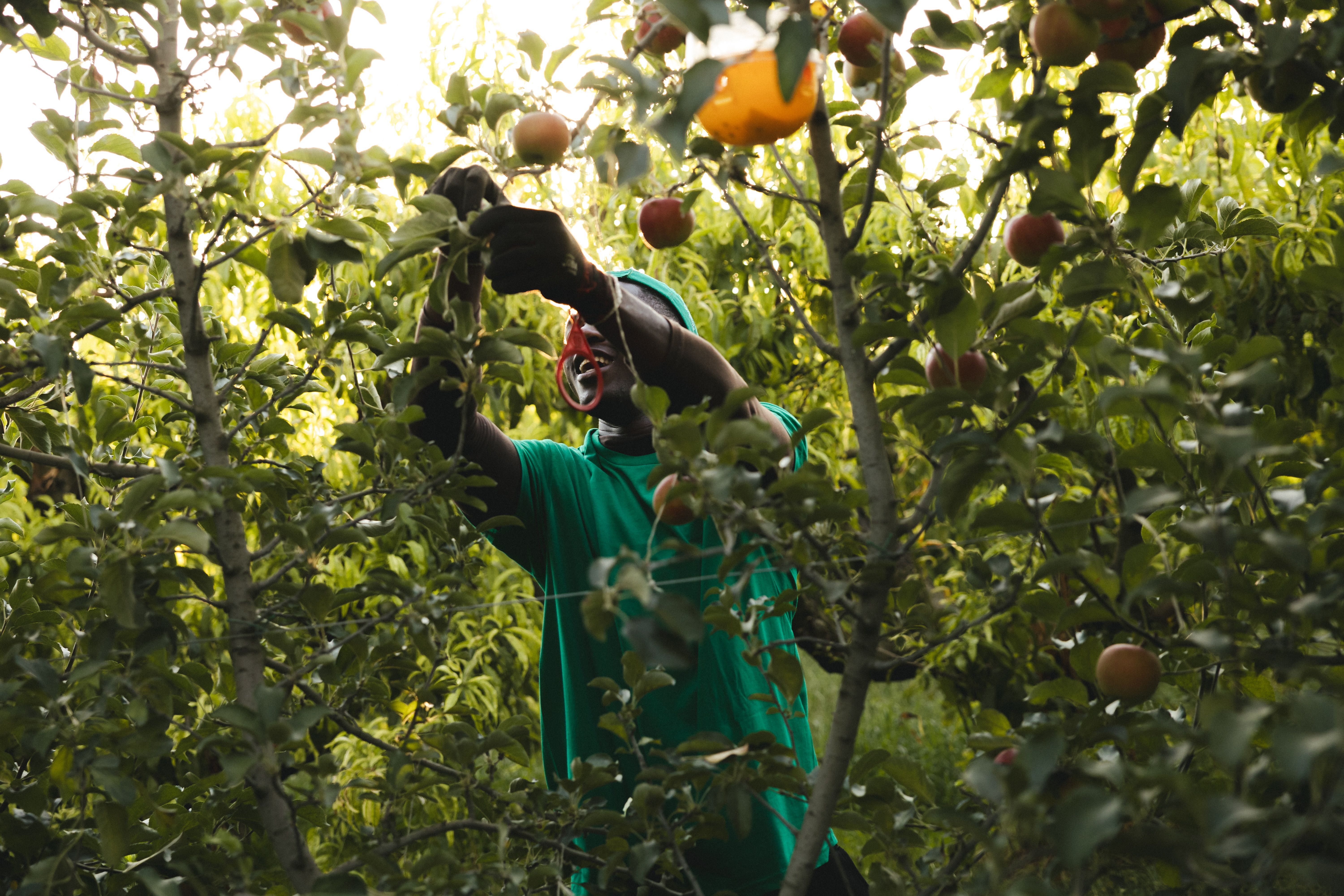 Recol·lecció de pomes ecològiques per elaborar suc de poma ecològic. FOTO: Generalitat de Catalunya